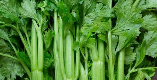 Celery